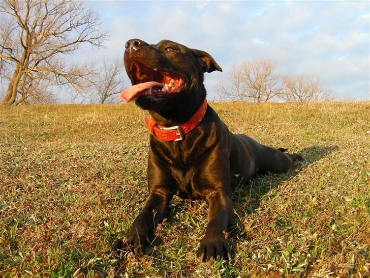 Amerikansk staffordshire terrier & Labrador bl. GINO billede 18