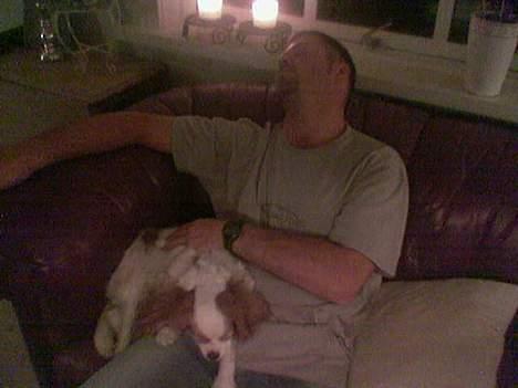 Cavalier king charles spaniel shiva billede 3