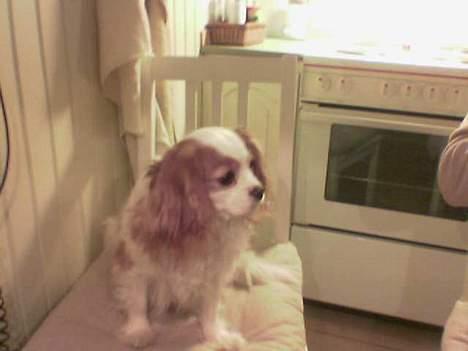 Cavalier king charles spaniel shiva billede 4