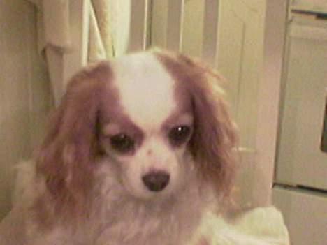 Cavalier king charles spaniel shiva billede 5