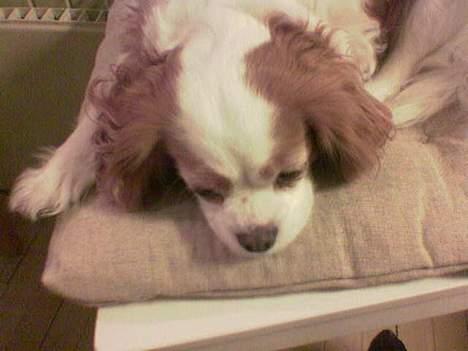 Cavalier king charles spaniel shiva billede 6