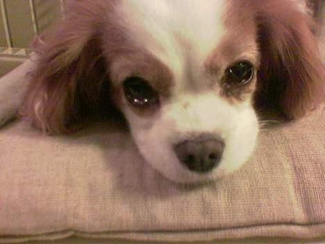 Cavalier king charles spaniel shiva billede 7