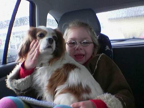 Cavalier king charles spaniel shiva billede 8