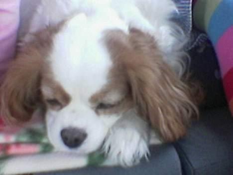 Cavalier king charles spaniel shiva billede 9