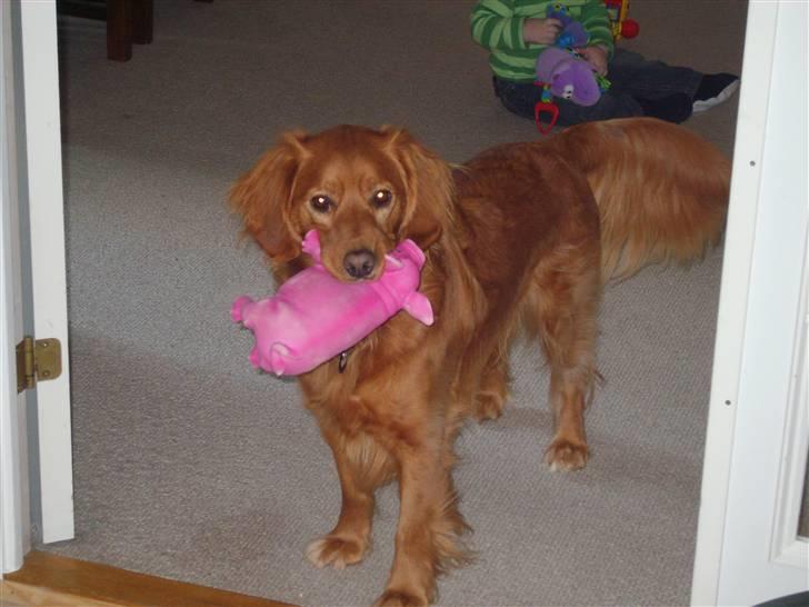 Blanding af racer Victor - er den ikke flot min nye gris :-) billede 8