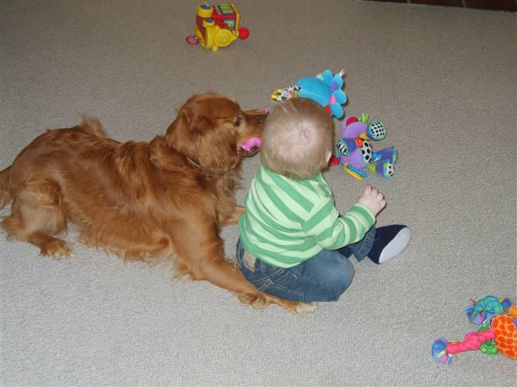 Blanding af racer Victor - kom nu leg med mig... billede 9