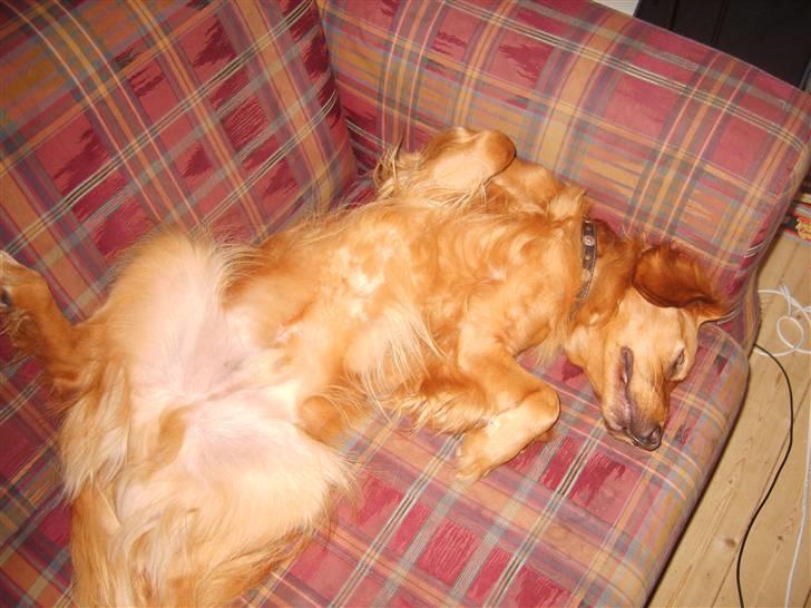 Blanding af racer Victor - sådan sover man bedst ;-) billede 11