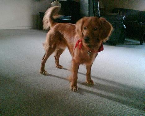 Blanding af racer Victor billede 12