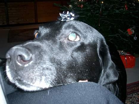 Labrador retriever Roddie - hmmm billede 10