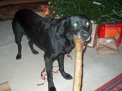 Labrador retriever Roddie - Mit ben... billede 11