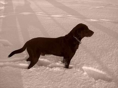 Labrador retriever Roddie - Jeg er kongen.... billede 12