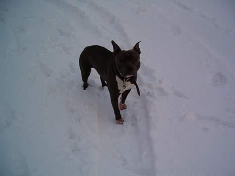 Amerikansk staffordshire terrier Devils Blue Rock (tyson) billede 18