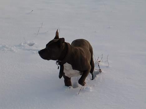 Amerikansk staffordshire terrier Devils Blue Rock (tyson) billede 19