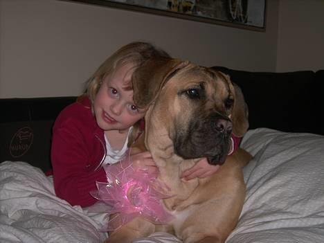 Boerboel Mischa - hygger med Pernille billede 9