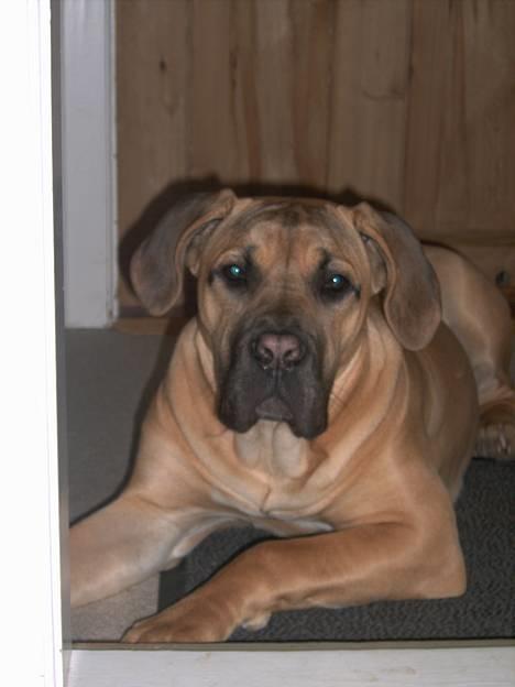 Boerboel Mischa - smukke mig billede 10