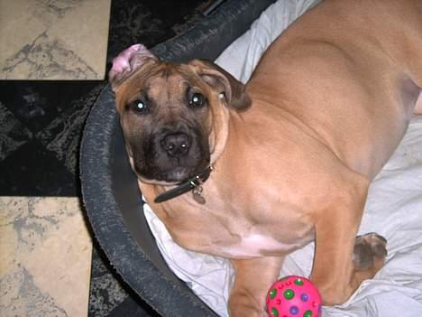 Boerboel Mischa - tager lige en slapper billede 11