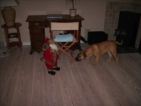 Boerboel Mischa - ham julemanden er godtnok en farlig en... billede 12