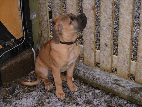 Boerboel Mischa - min første sne, syntes altså ikke det er ret sjovt så jeg vil gerne ind igen billede 13