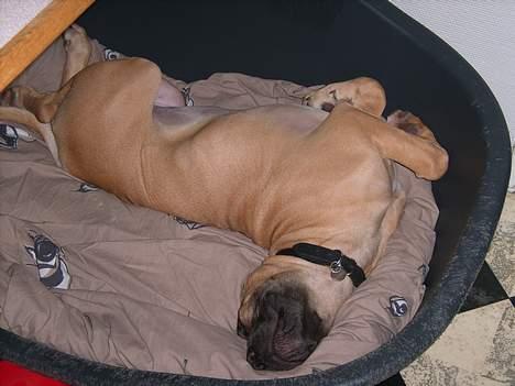 Boerboel Mischa - min yndlings stilling når jeg sover billede 14