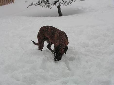 Broholmer Finris 2003-2013 billede 15