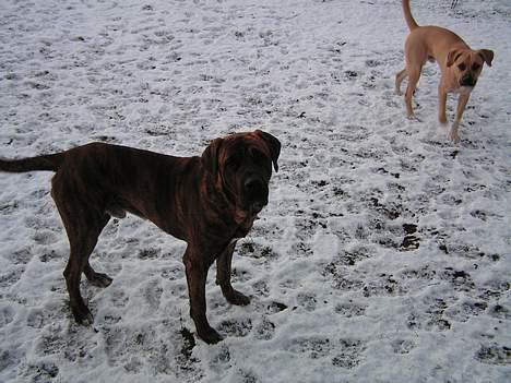 Broholmer Finris 2003-2013 billede 16