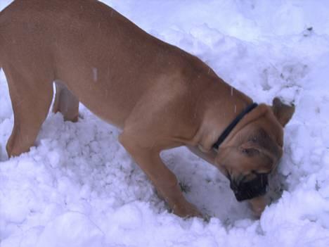 Boerboel Mischa - nu er det blevet en del sjovere det sne der billede 15