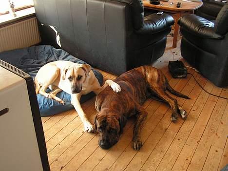 Broholmer Finris 2003-2013 billede 17