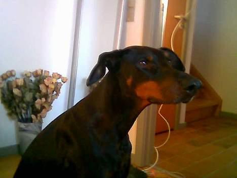 Dobermann Asja (Død) R.I.P - ah indenfor...væk fra kulden billede 8
