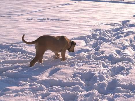 Boerboel Mischa billede 16