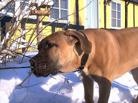 Boerboel Mischa billede 17