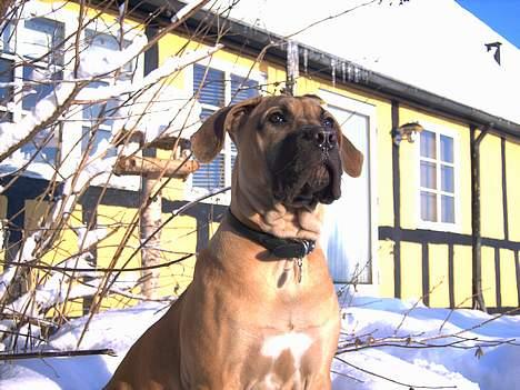 Boerboel Mischa - sidder i det gode vejr og nyder udsigten over min have.... billede 18