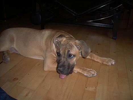 Boerboel Mischa - er helt færdig efter en lege tur med Bonzo ( er også her på galleret, Cane corso) billede 19