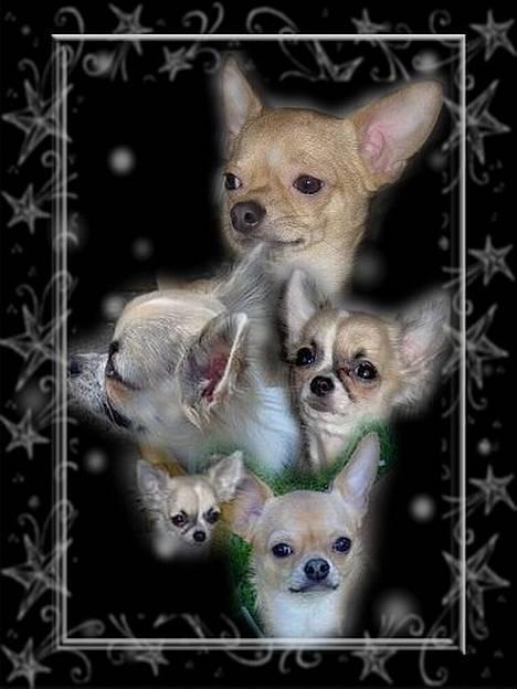 Chihuahua Nuggi billede 20