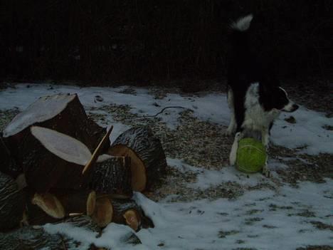 Border collie ... billede 13