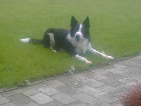 Border collie ... billede 14