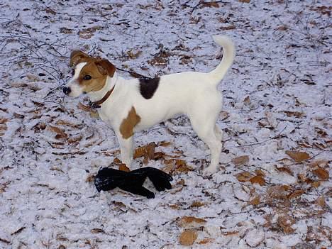 Jack russell terrier Sille - I skoven. Julen 2005 billede 16