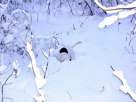 Jack russell terrier Sille - Her er sgu meget sne... billede 17