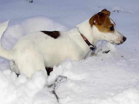 Jack russell terrier Sille - Sne kan nu ikke slå mig ud... billede 18