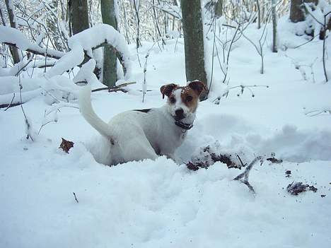 Jack russell terrier Sille - Den er go nok, der er ikke noget under sneen billede 19