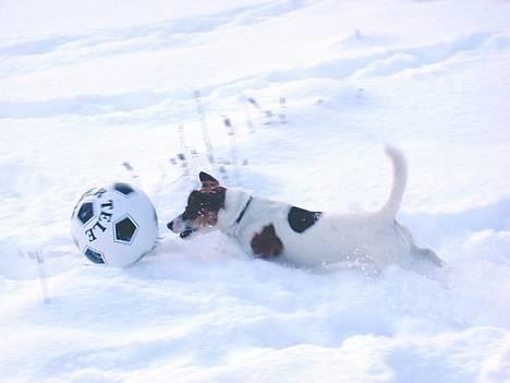 Jack russell terrier Sille - Man kan da godt spille fodbold i sneen... billede 20