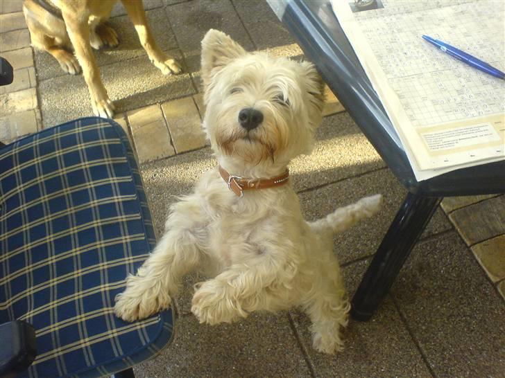 West highland white terrier Kaiser Wilhelm 'muni mub' - Velkommen til Kaiser´s profil, kik gerne alle billderne før du ligger en bedømmelse:´) Takker:´) billede 1