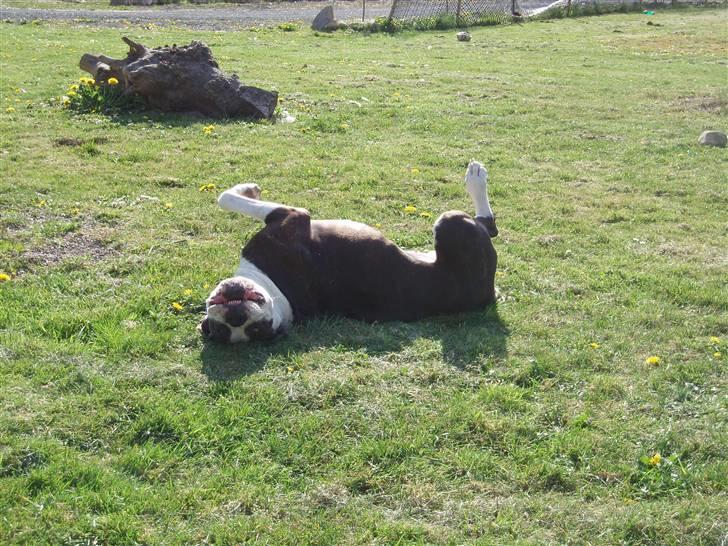 Blanding af racer Tulle død billede 16