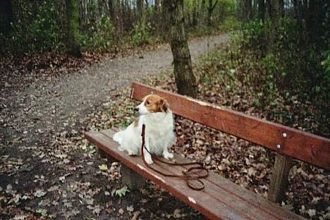 Kooikerhondje Zibbe - Zibbe har fået øje på noget spændende... billede 10