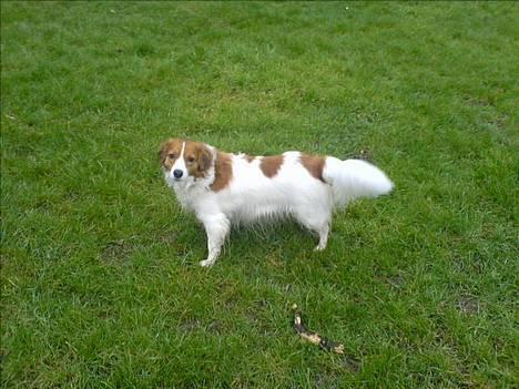 Kooikerhondje Zibbe - Se lige mig,,,, billede 11