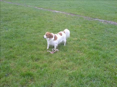 Kooikerhondje Zibbe - se mit nye legetøj..... billede 12