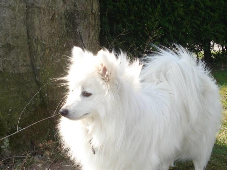 Japansk spids Sonny - Hej jeg er Sonny. billede 1