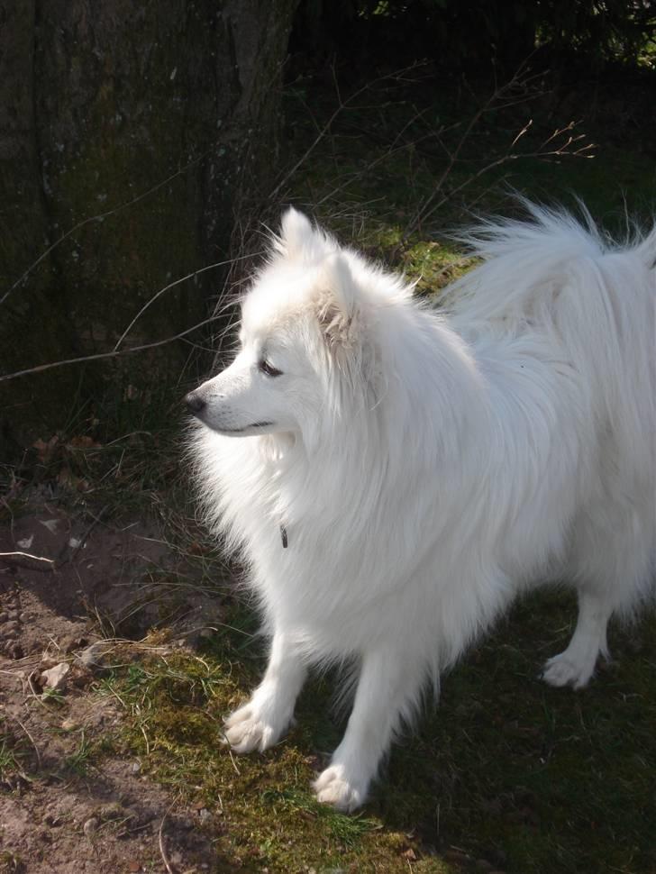 Japansk spids Sonny billede 2