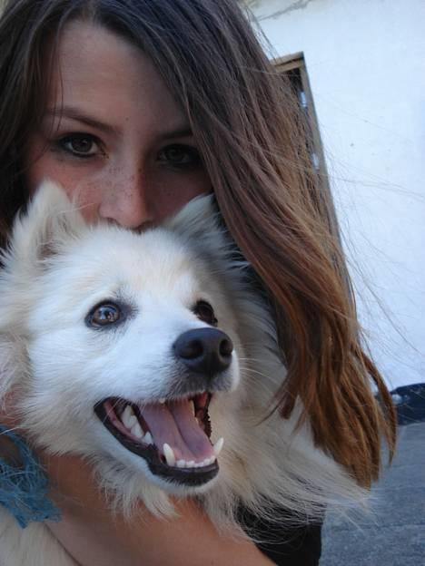 Japansk spids Sonny - sonny og jeg. billede 3