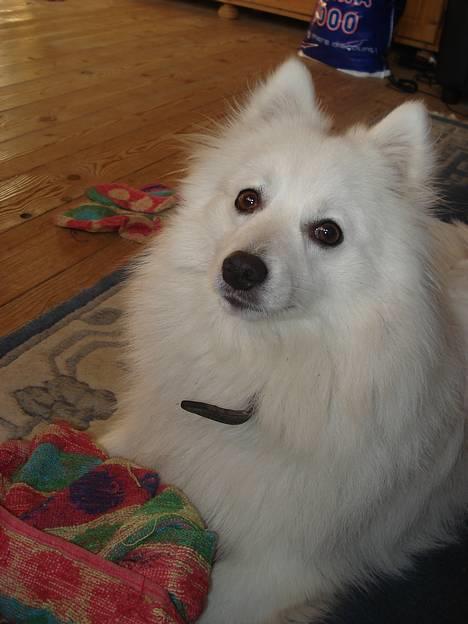 Japansk spids Sonny - sonny og hans sutteklud! billede 4