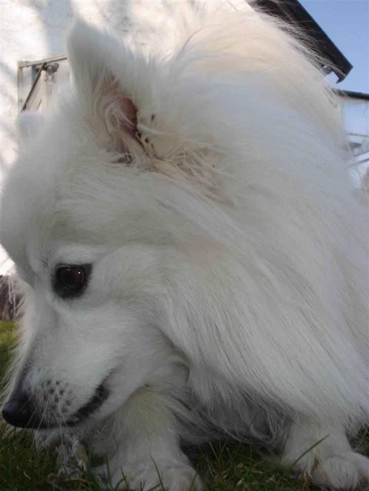 Japansk spids Sonny billede 5